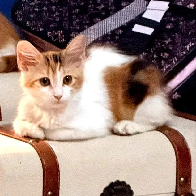 A baby small-sized female Orange / Red Domestic Short Hair cat named Cali for adoption in Santa Fe, TX