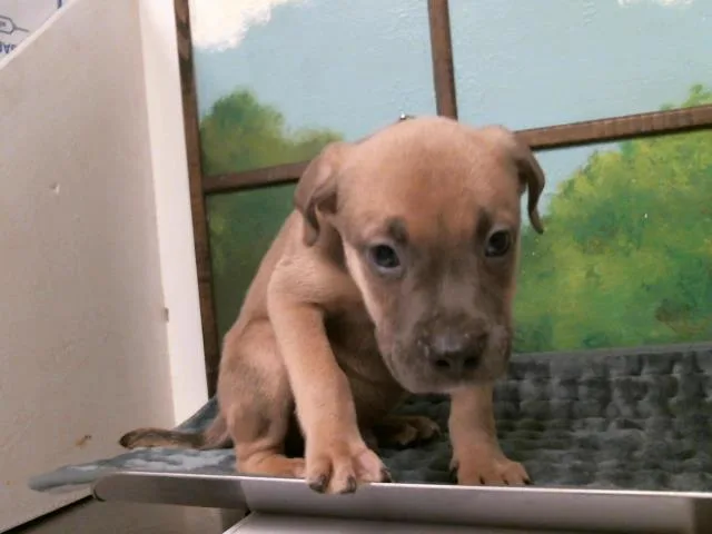 A baby small-sized male Staffordshire Bull Terrier dog named Mawi for adoption in Houston, TX