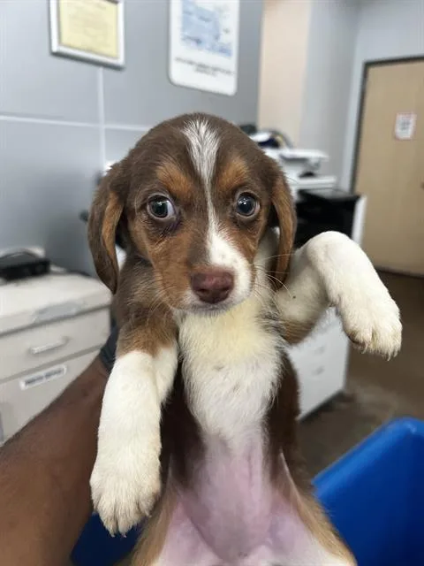 A baby medium-sized female Mixed Breed dog named Bella for adoption in Dallas, TX