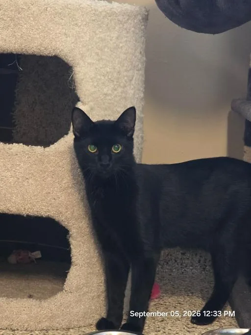 A young medium-sized male Black Domestic Short Hair cat named Milo for adoption in Schaumburg, IL