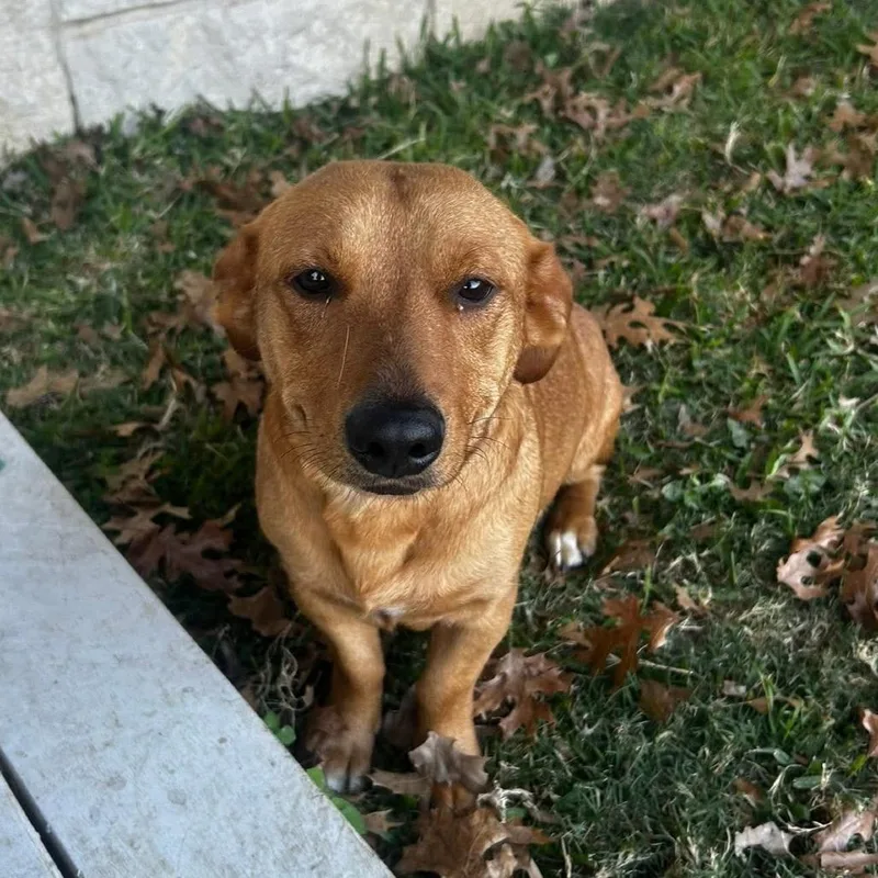 An adult medium-sized female Red / Chestnut / Orange Dachshund dog named Ophelia for adoption in Allen, TX