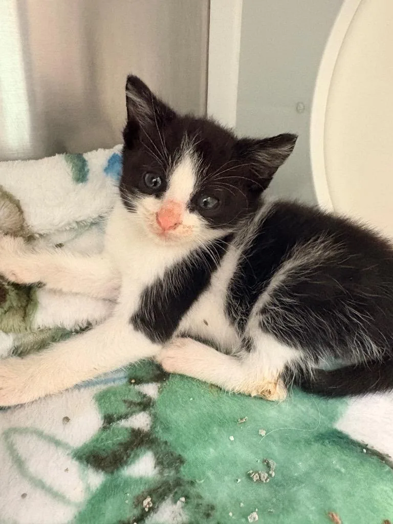 A baby medium-sized male Domestic Short Hair cat named Mooey for adoption in Morgantown, KY