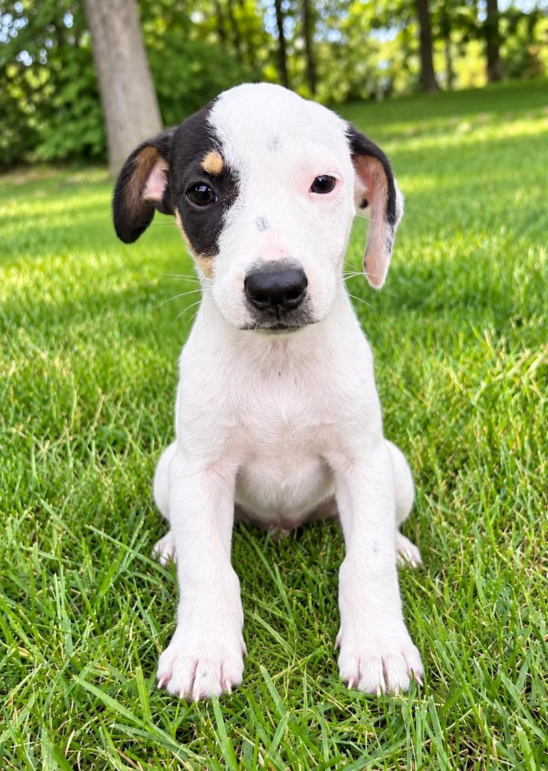 Jack