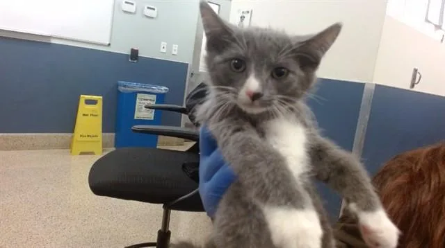A baby small-sized male Domestic Short Hair cat named Bbq for adoption in Miami, FL