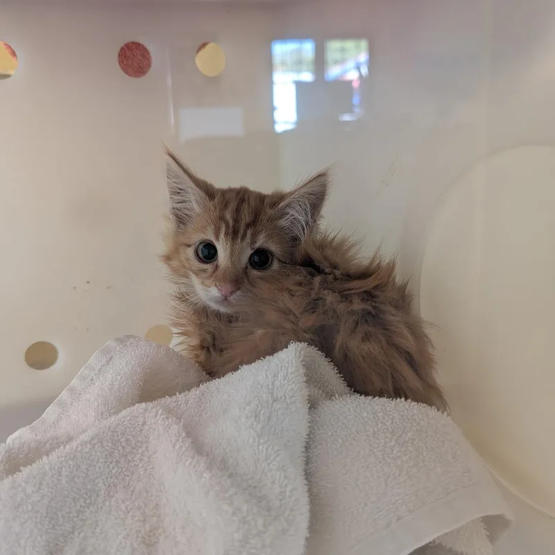 A baby small-sized female Orange / Red Domestic Medium Hair cat named Muffin for adoption in Pasadena, CA
