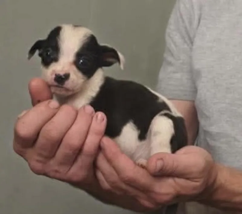 A baby small-sized female Tricolor (Brown, Black, & White) Boston Terrier dog named Athena for adoption in South Bend, IN