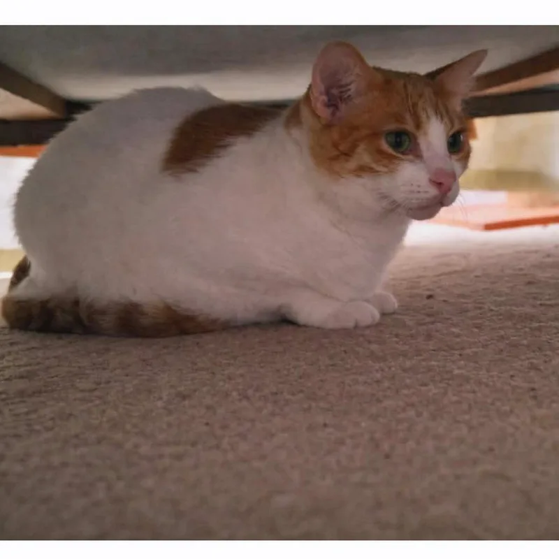 An adult small-sized male White Domestic Medium Hair cat named Taylor for adoption in Fayetteville, GA