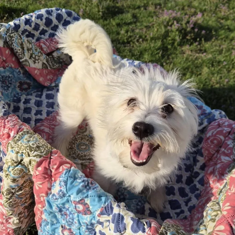 A baby small-sized female West Highland White Terrier / Westie dog named Bunny for adoption in Columbia, IL