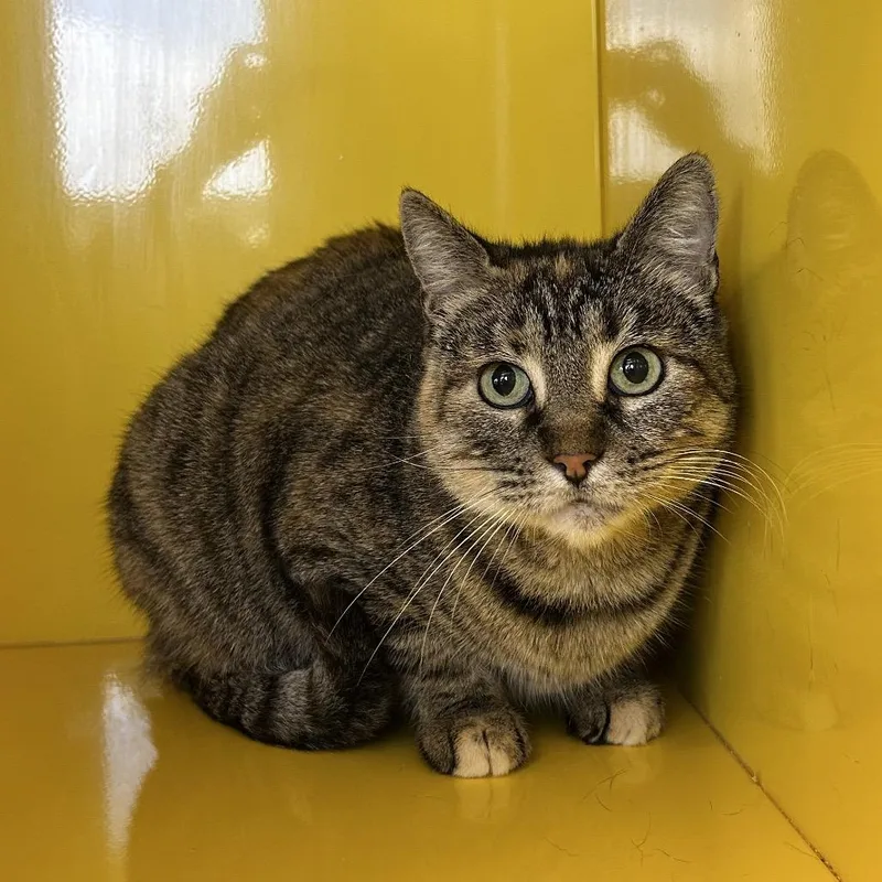An adult large-sized female Calico Domestic Short Hair cat named Tater for adoption in Abilene, TX