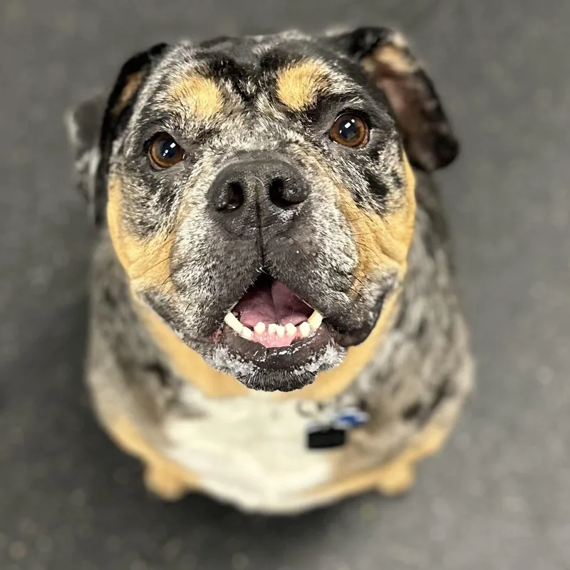 An adult large-sized male Merle (Blue) English Bulldog dog named Doot for adoption in Youngstown, OH