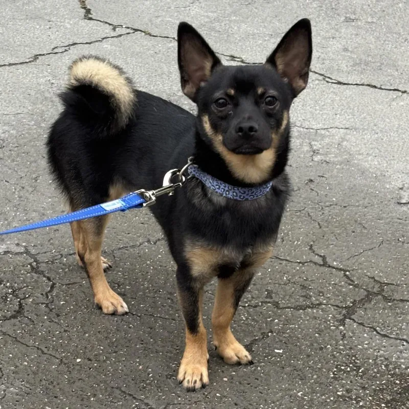 An adult small-sized male Black Chihuahua dog named Taco for adoption in Jupiter, FL
