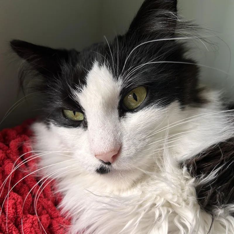 An adult medium-sized male Black Domestic Long Hair cat named Smudge for adoption in Grand Rapids, MI