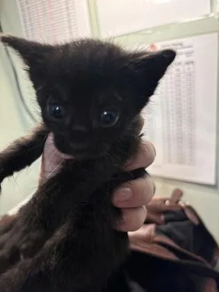 A baby medium-sized female Domestic Short Hair cat named Brielle for adoption in Picayune, MS