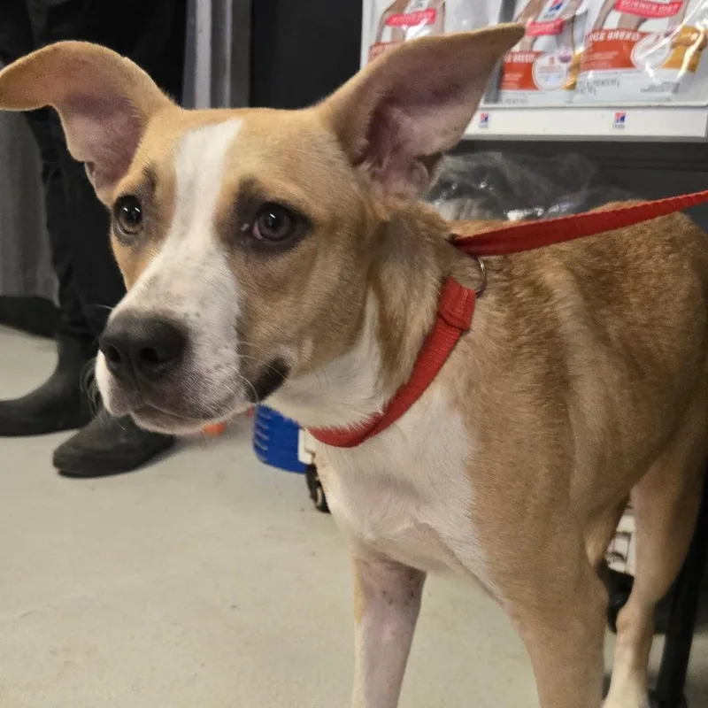 A young small-sized female Mixed Breed dog named Ruby for adoption in Lake Jackson, TX