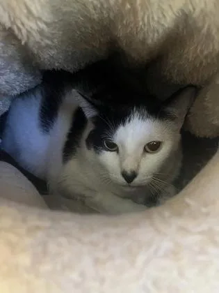 An adult small-sized male Domestic Short Hair cat named Edgar for adoption in Largo, FL