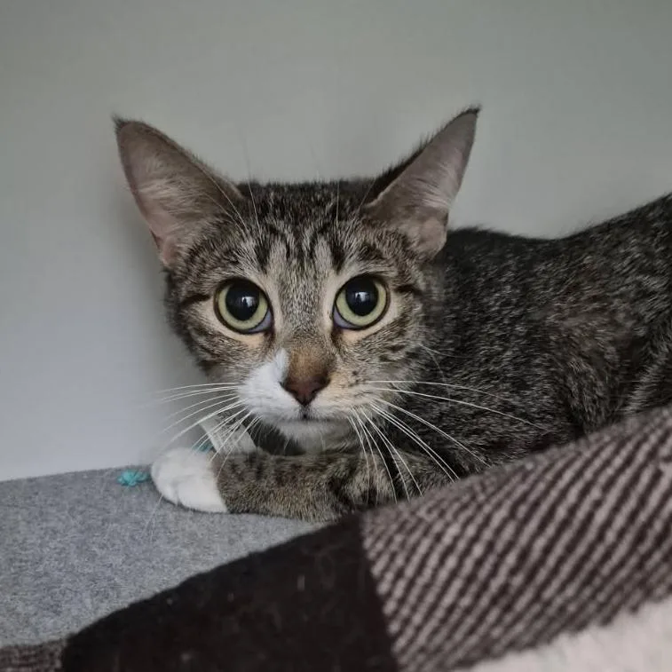An adult small-sized female Brown / Chocolate Domestic Short Hair cat named Mia for adoption in Albert Lea, MN