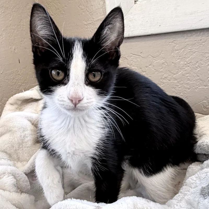 A baby small-sized female Black Domestic Short Hair cat named Rain for adoption in Medford, OR