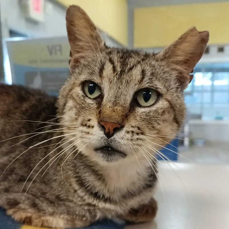 A senior large-sized male Gray / Blue / Silver American Shorthair cat named Tom Jones for adoption in Webster, TX