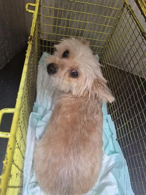 An adult small-sized female Terrier dog named Valley for adoption in San Antonio, TX