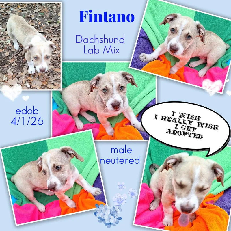 Fintano BLT thumbnail 2