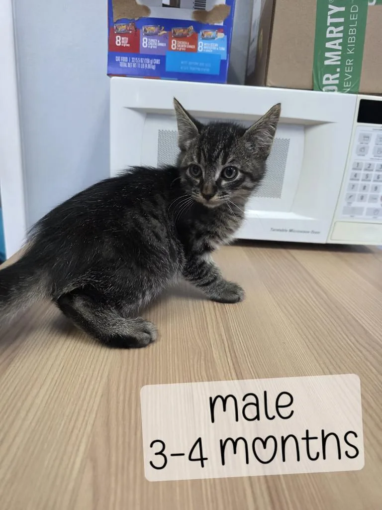 A baby medium-sized male Domestic Medium Hair cat named Vincent for adoption in Holbrook, AZ