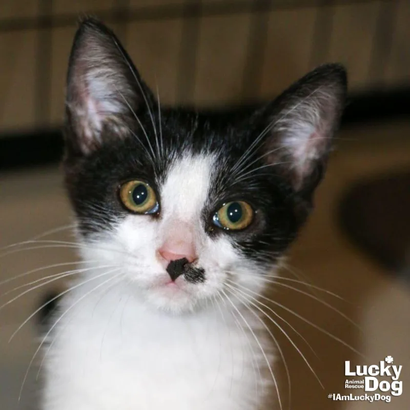 A baby medium-sized male Black & White / Tuxedo Domestic Short Hair cat named Cello for adoption in Washington, DC