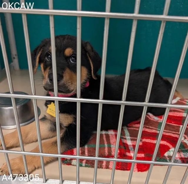 A baby small-sized female Rottweiler dog named A for adoption in Oklahoma City, OK