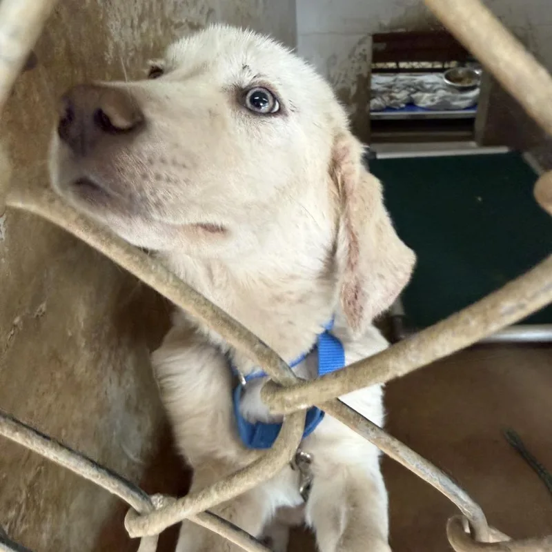 A young medium-sized female White / Cream Golden Retriever dog named Lassie for adoption in Austin, TX