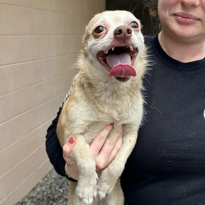 An adult small-sized male Yellow / Tan / Blond / Fawn Chihuahua dog named Rufus for adoption in Shinnston, WV