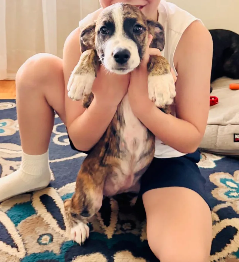 A baby large-sized female Plott Hound dog named Georgia for adoption in Claremore, OK