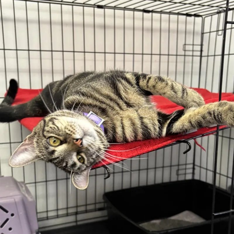 A young medium-sized male Brown / Chocolate Domestic Short Hair cat named Falcon for adoption in Houston, TX