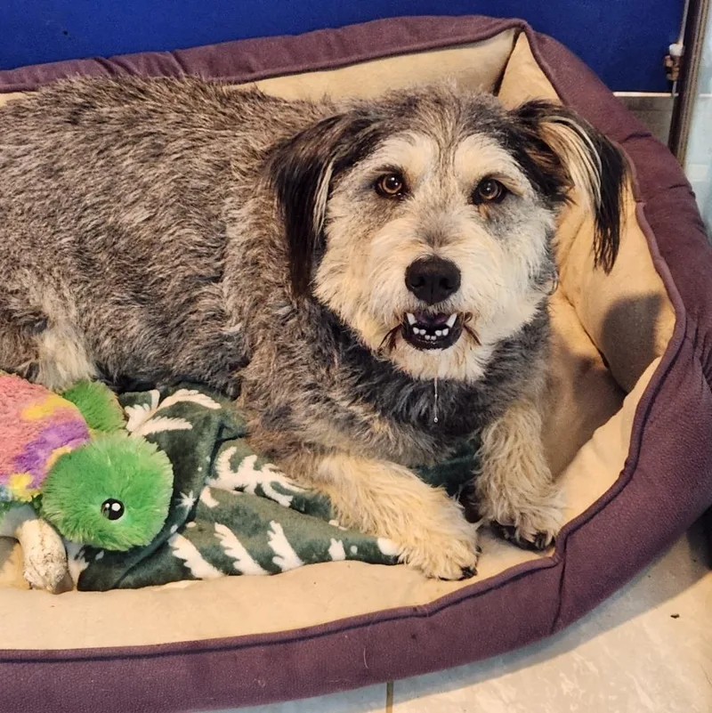 An adult medium-sized female Wirehaired Terrier dog named Freckles for adoption in Walnutport, PA