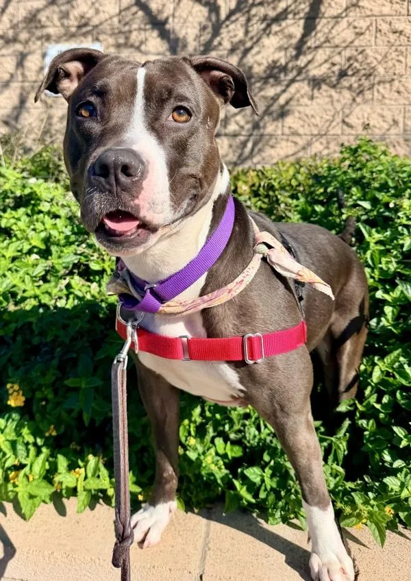 An adult large-sized female Pit Bull Terrier dog named Onyx for adoption in San Diego, CA