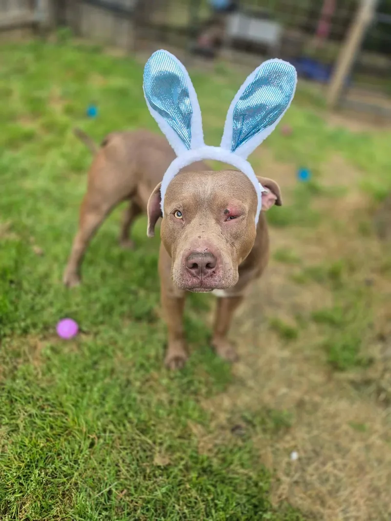 A young large-sized male Yellow / Tan / Blond / Fawn Pit Bull Terrier dog named Atlas for adoption in Dover, AR