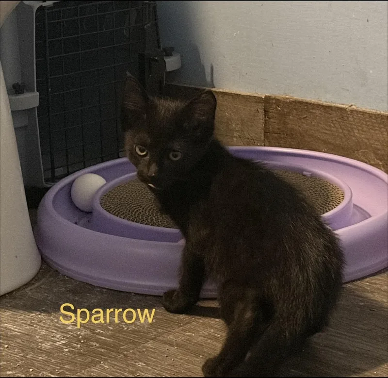 A baby small-sized male Black Domestic Short Hair cat named Sparrow for adoption in Rochester Hills, MI