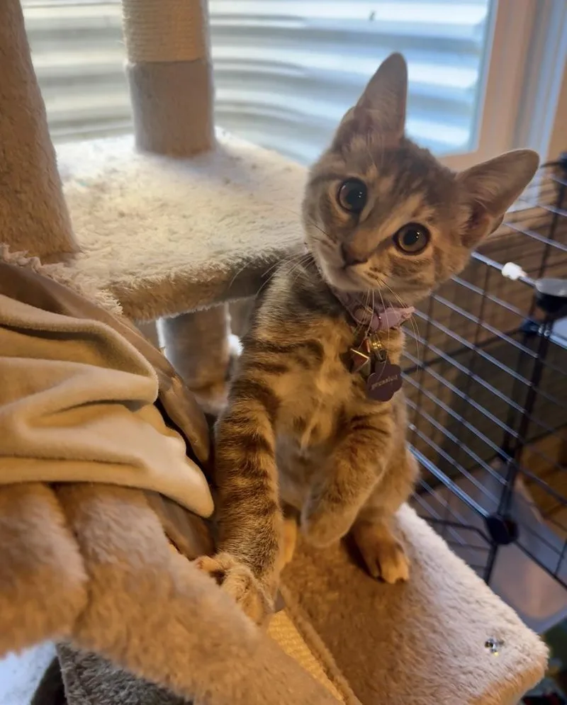 A baby small-sized female Gray & White Domestic Short Hair cat named Presley for adoption in Fort collins, CO