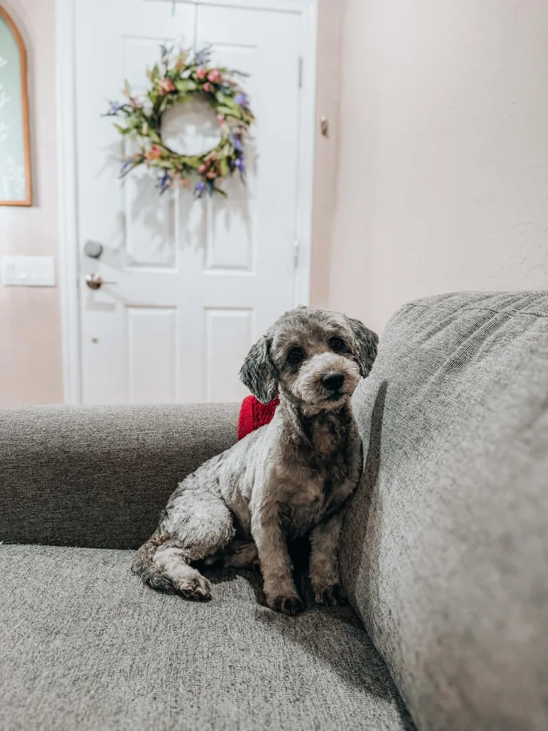 An adult small-sized male Miniature Poodle dog named Oli for adoption in Goodyear, AZ