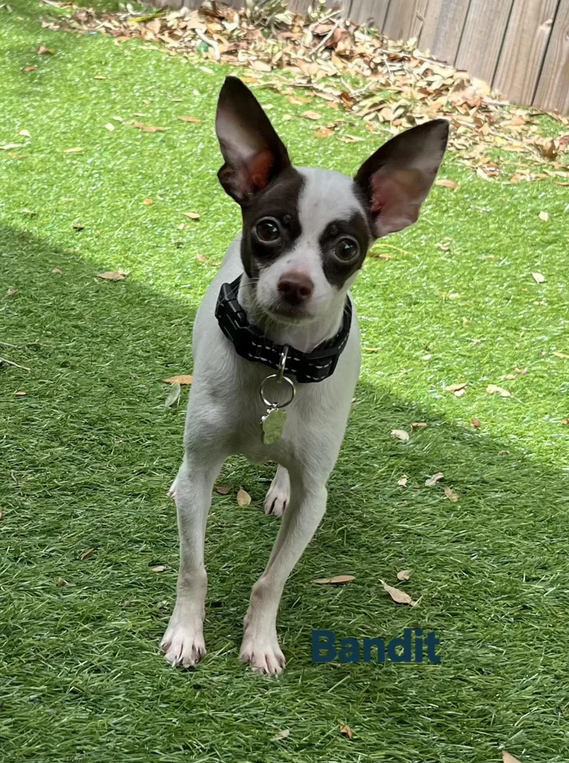 Bandit