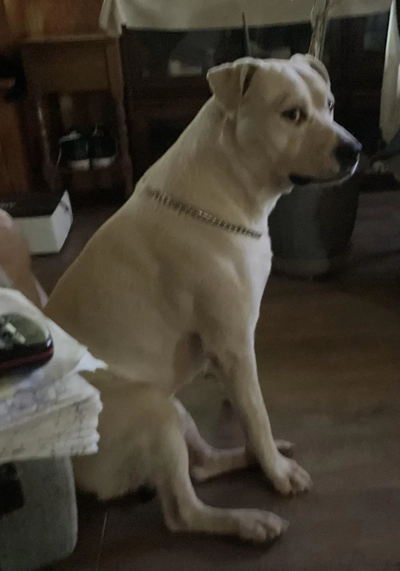 A young large-sized male Staffordshire Bull Terrier dog named Lucky Boy for adoption in Montgomery, TX