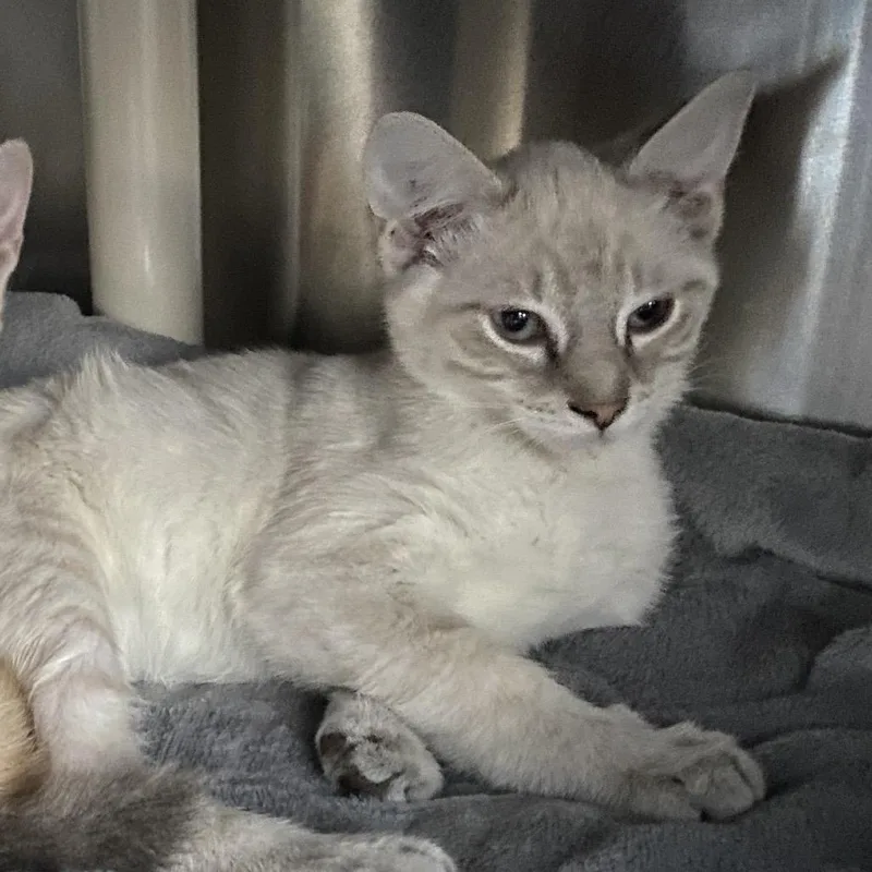A baby small-sized male Gray / Blue / Silver Domestic Short Hair cat named Moon Knight for adoption in Grand Rapids, MI