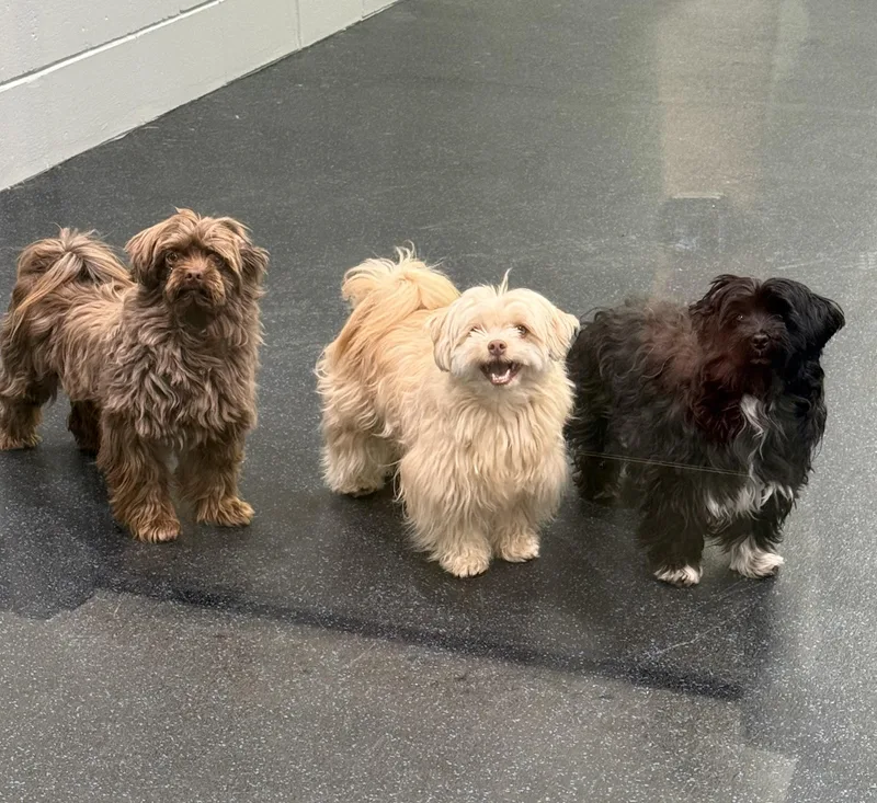 An adult small-sized female Black Havanese dog named Jeanie for adoption in Watertown, WI