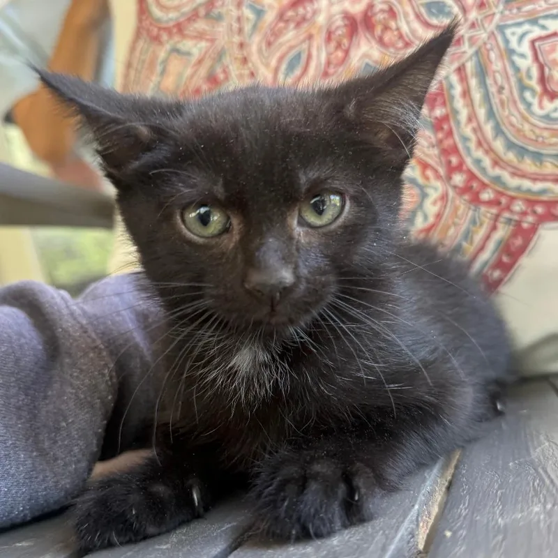 A baby small-sized male Domestic Short Hair cat named Peep for adoption in Cumming, GA