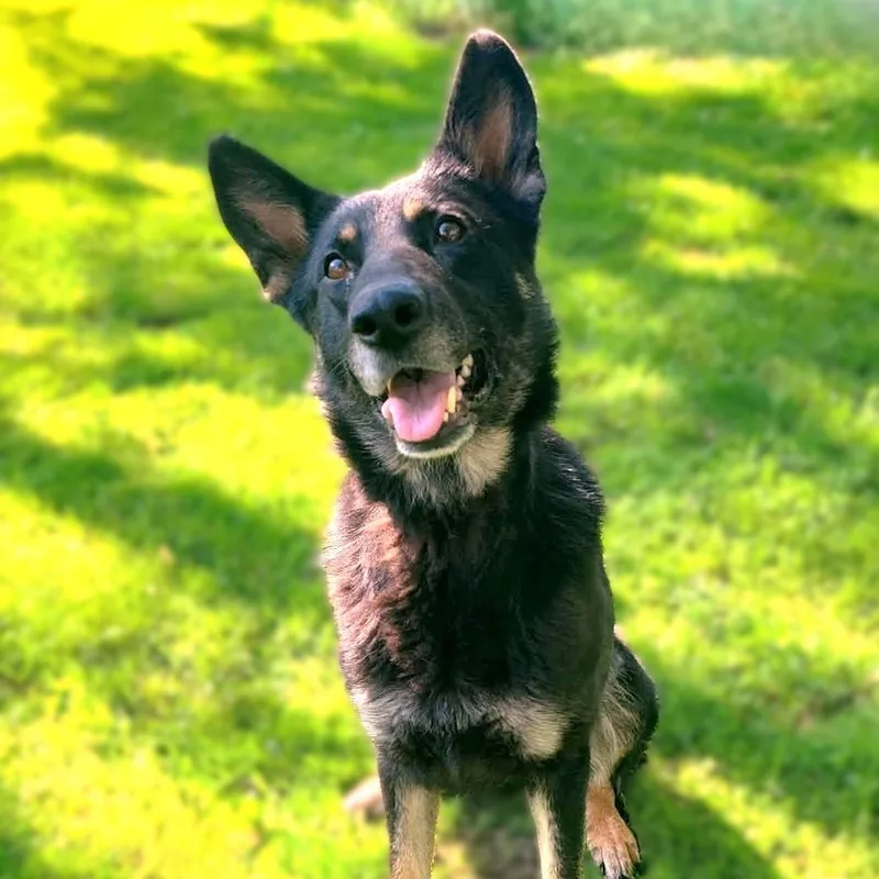 An adult large-sized female Black German Shepherd Dog dog named Saskia for adoption in Burton, MI
