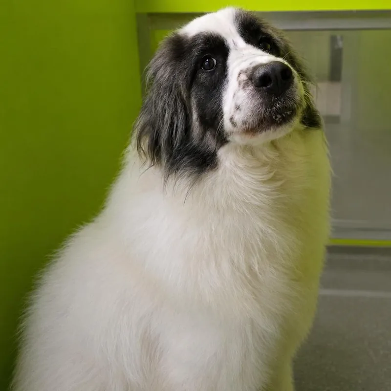 An adult large-sized female White / Cream Great Pyrenees dog named Queenie for adoption in San Jacinto, CA