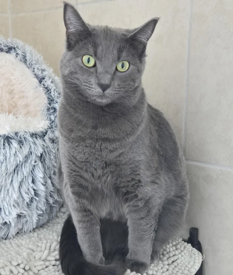 An adult large-sized female Russian Blue cat named ShiloMC KJ for adoption in Burlington, WA