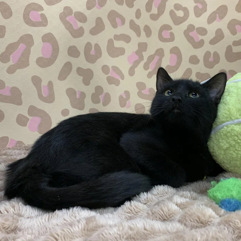 A baby medium-sized female Black Domestic Short Hair cat named Shandy for adoption in Shelby Township, MI