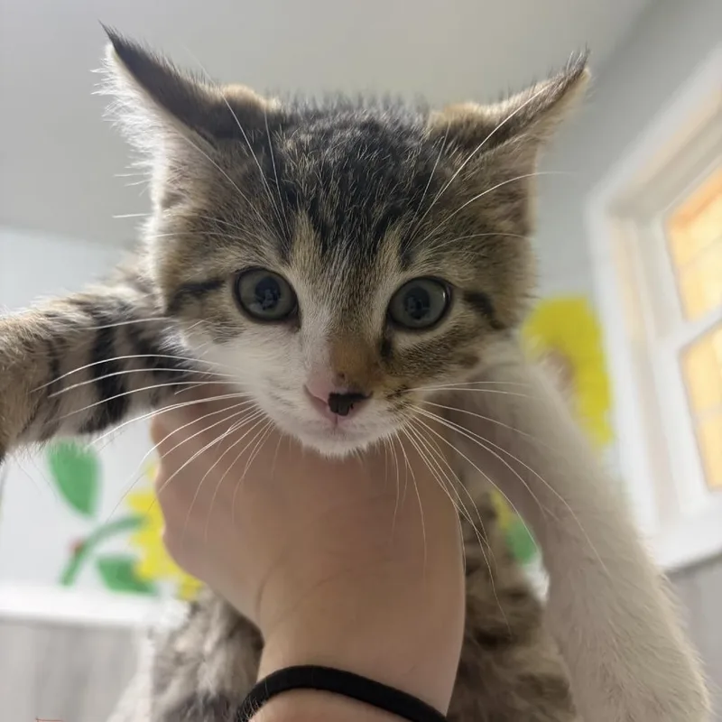 A baby small-sized male Brown / Chocolate Domestic Short Hair cat named Finn for adoption in Franklin, NC