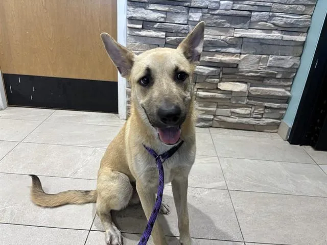 An adult large-sized female German Shepherd Dog dog named Sophie for adoption in Garland, TX