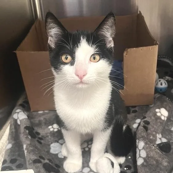 A baby small-sized female Domestic Short Hair cat named Trinidad for adoption in Los Angeles, CA