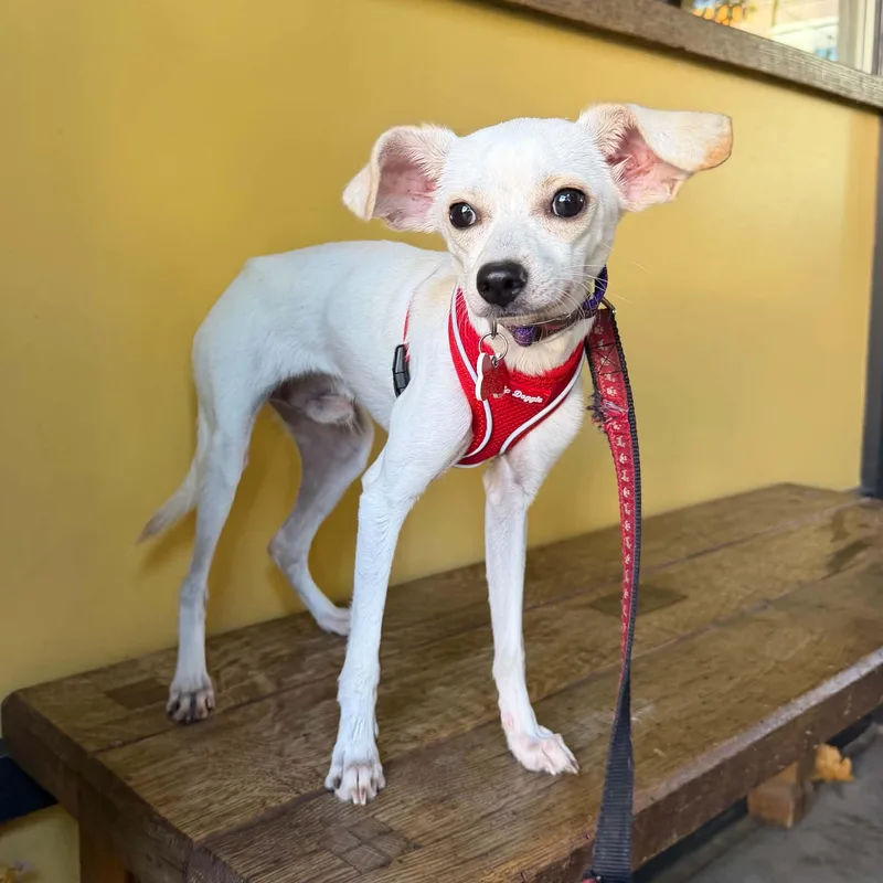 A young small-sized male White / Cream Chihuahua dog named Monty for adoption in Boulder, CO
